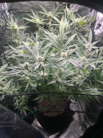 2nd Run — flower, day 115