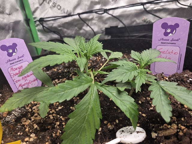 Automatic — vegetative, day 23