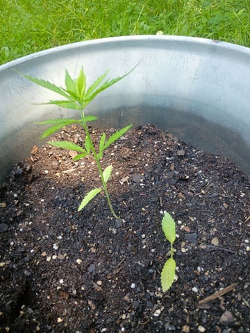 2nd Grow — vegetative, day 50