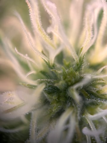 Am inside — flower, day 78