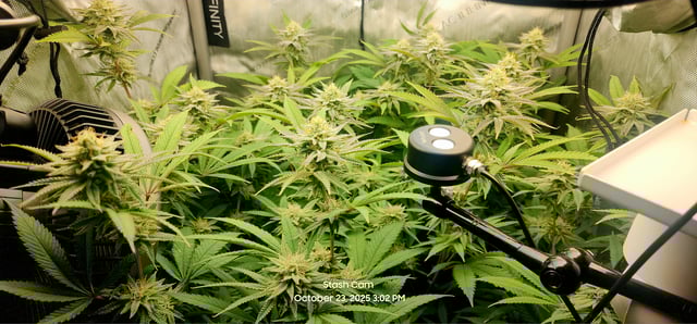 Guava Mints — flower, day 26