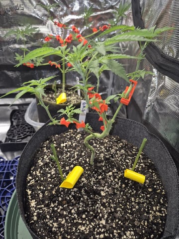 Grow 1 2026 Gelato Rainbow Sherbert  — vegetative, day 40