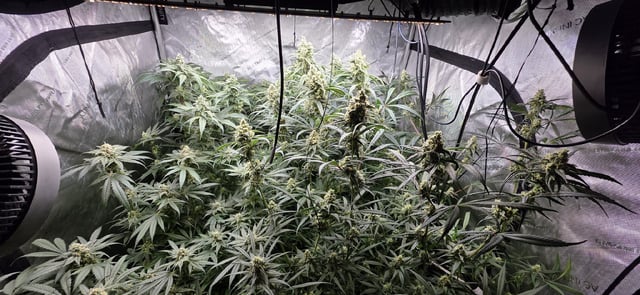 strawberry guava bx — flower, day 14