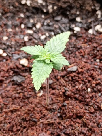 1st Grow Eva — seedling_rooting, day 9