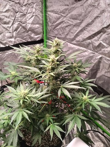 Banana Purple Punch Auto — flower, day 0