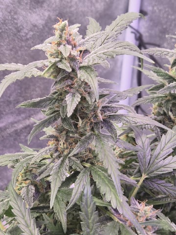 I'll get it right — flower, day 93