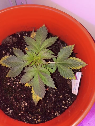 Bruce Banner — germination, day 2