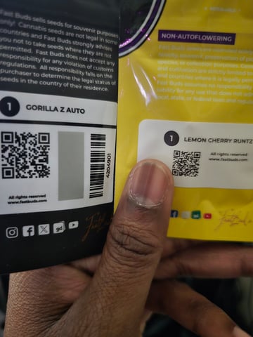 Durban Poison — flower, day 79