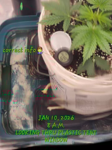 Dos Si Dos. Indica — vegetative, day 16