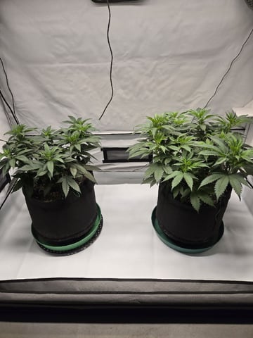 Zoap & Mimosa x OrangePunch — vegetative, day 58