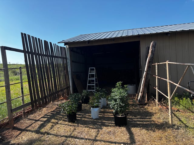 Outdoor Grow — vegetative, day 69