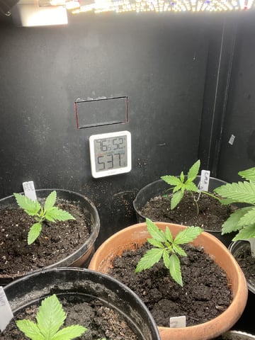Auto variety  — vegetative, day 15