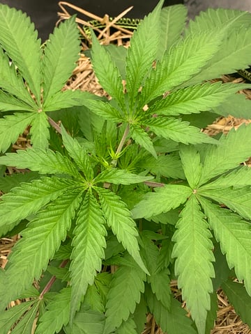 Six  — vegetative, day 35