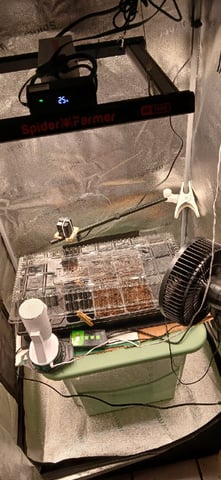 Summer Peppers — germination, day 7