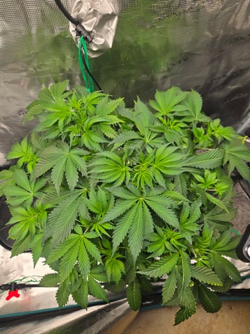 Super Skunk Auto  — grow_setup, day 2