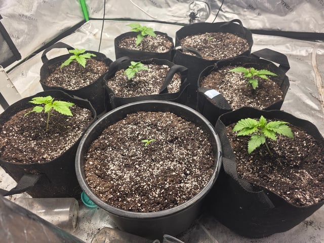 Hazy Daze — vegetative, day 7