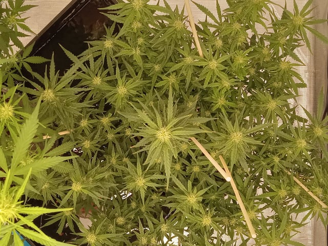   and one L.a kush cake .