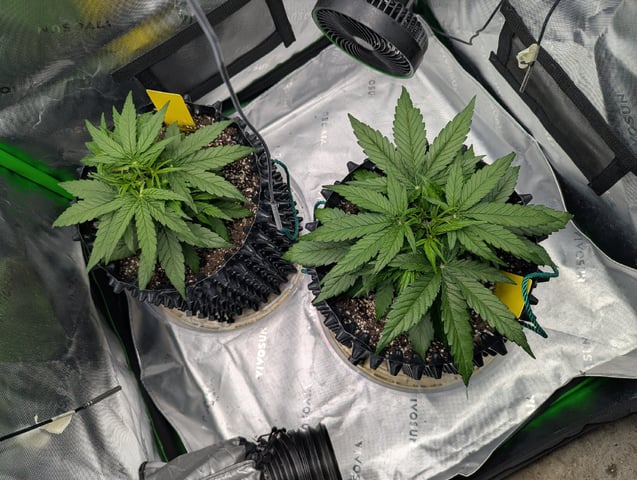 Titan F1 grow  — vegetative, day 30