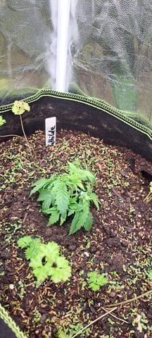 First Grow with the new setup  — vegetative, day 20