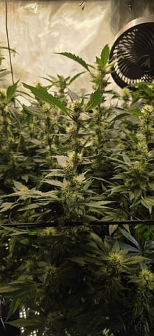 Ace Killer OG — flower, day 71