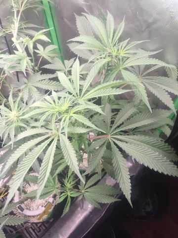 Mainely Genetics Micro Pheno Hunt