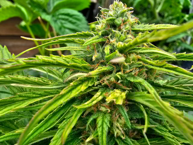 Cheshablue  — flower, day 27