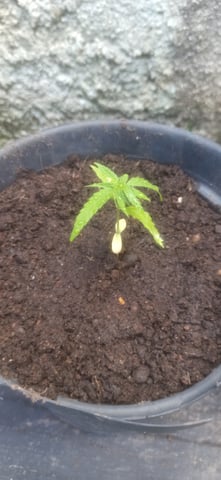 Prentwins — vegetative, day 13