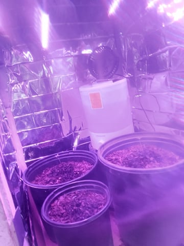 Queen Royal Autoflower  — seedling_rooting, day 12