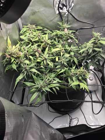 Vanna's Vanilla — auto, day 66