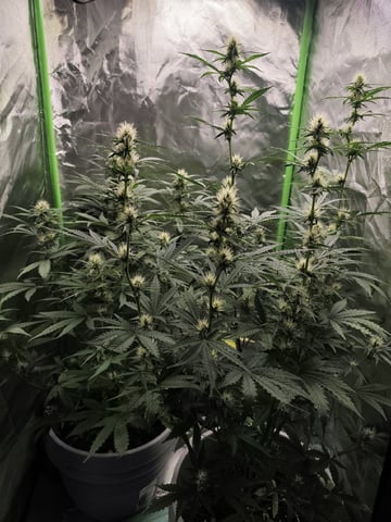 Indoor 1 — vegetative, day 32