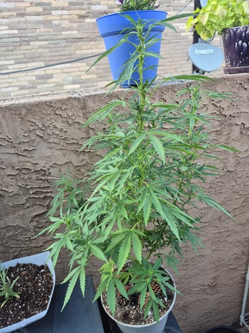 new strain — flower, day 32