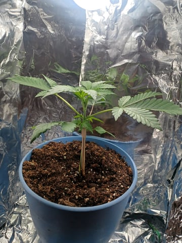 Poor Ivory — vegetative, day 40