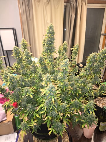 2nd Autoflower Indoor Grow — flower, day 97