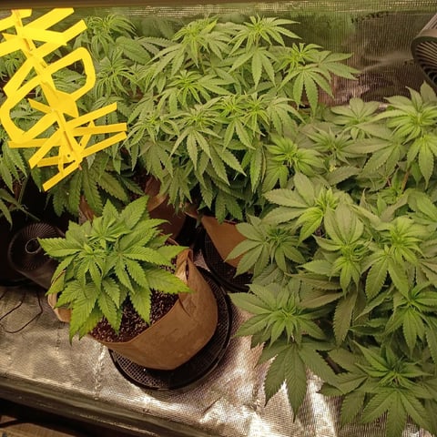 TentPlantLightFan — vegetative, day 64