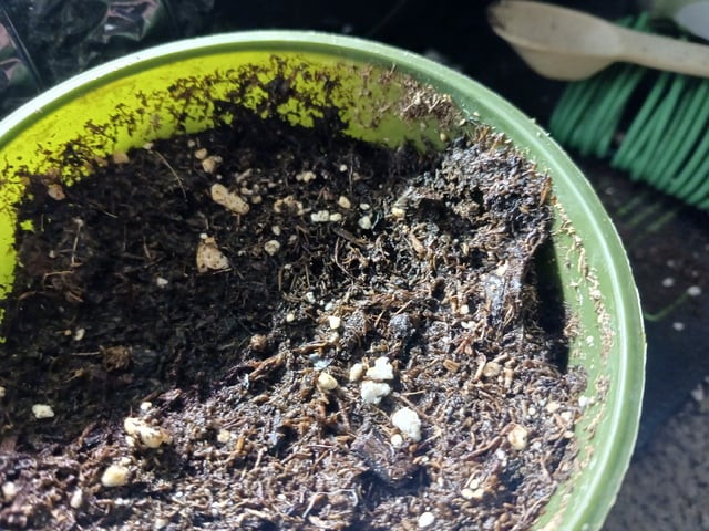 Christmas Stash 🎄  — germination, day 17