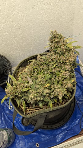 Sativa Summer Autos — flower, day 81