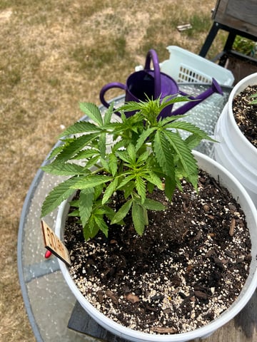 First ever grow — vegetative, day 44
