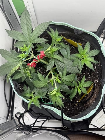 Indoor & Outdoor Grow 6 — vegetative, day 19