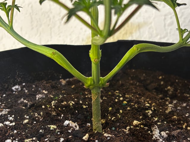 Outdoor Grow — vegetative, day 33