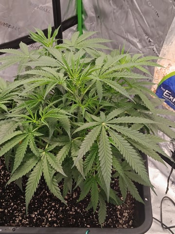 Blueberry auto — vegetative, day 46