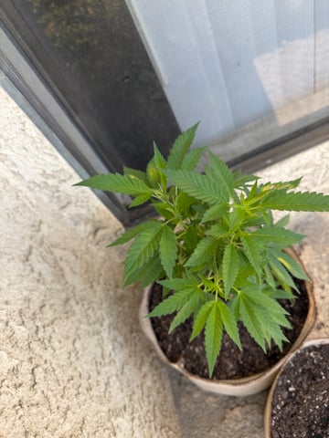 Sour Glue — flower, day 33