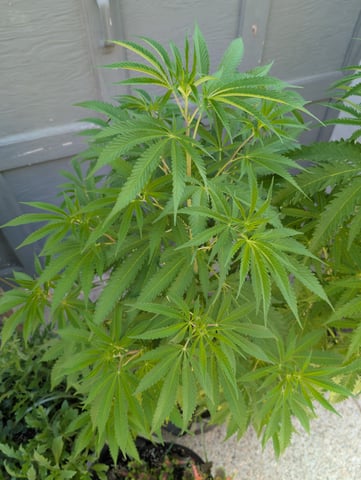 outdoor — vegetative, day 81