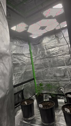 DeathStar, Grease Monkey, Goat Latto, Northern Lights — vegetative, day 22