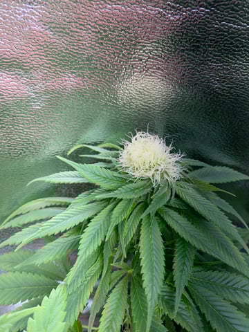 2nd Try — flower, day 81