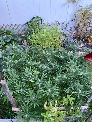 queen of soul X cap junky  — flower, day 156