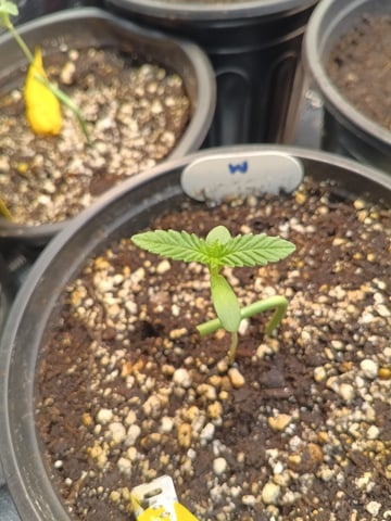 OG KUSH — germination, day 6