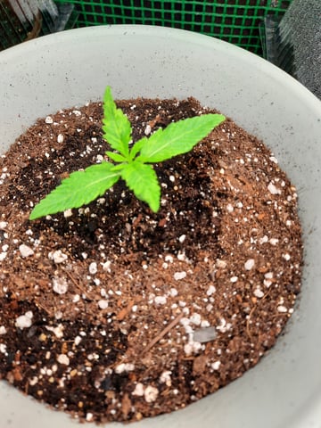 missing pieces — vegetative, day 13