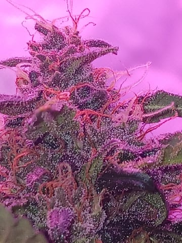 CountryG  — seedling_rooting, day 54