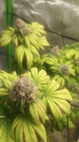 Critical Purple Kush — flower, day 143