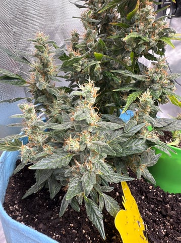 First Run — flower, day 111